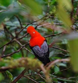 Cusco City Cusco City