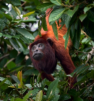 Short Inca Trail Short Inca Trail