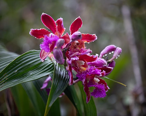Protegemos el medio ambiente | Tours Camino Inca TreXperience Protegemos el medio ambiente | Tours Camino Inca TreXperience