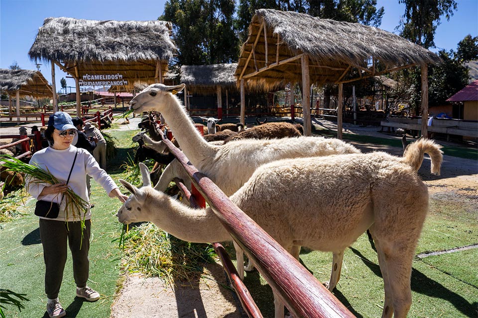 alpaca farm manos comunidad - TreXperience alpaca farm manos comunidad - TreXperience
