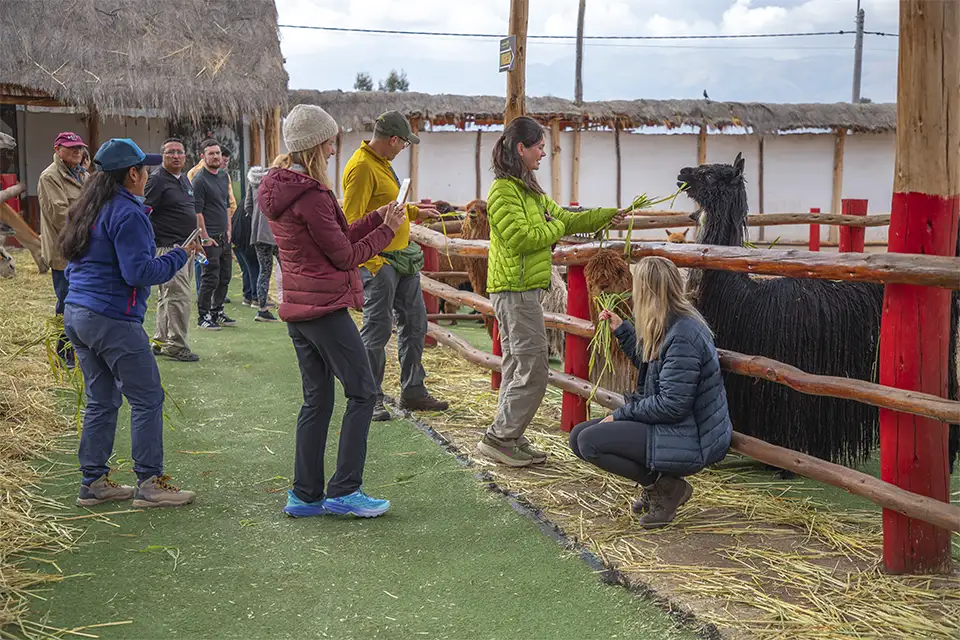 Alpaca farm in the Super Sacred Valley Alpaca farm in the Super Sacred Valley | TreXperience