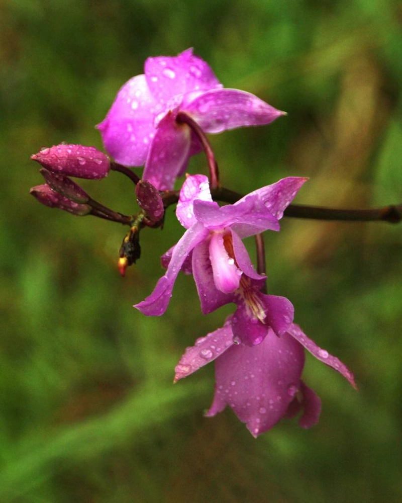 Bletia catenulata flower | TreXperience Bletia catenulata: Choquequirao flora | TreXperience