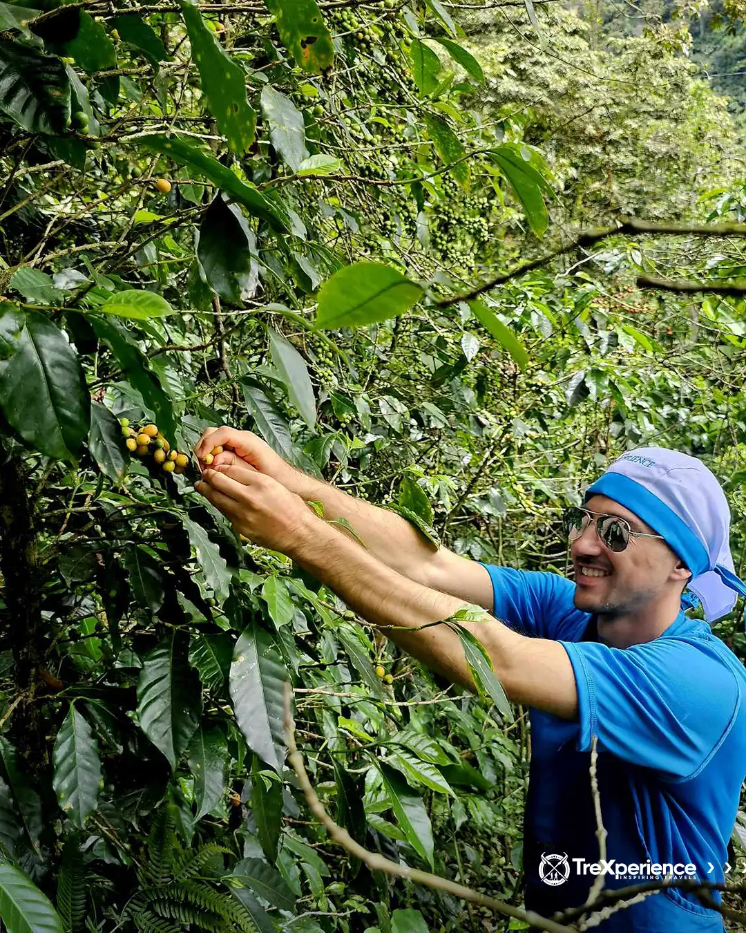 coffee harvesting coffee harvesting- Salkantay Trek Guide | TreXperience