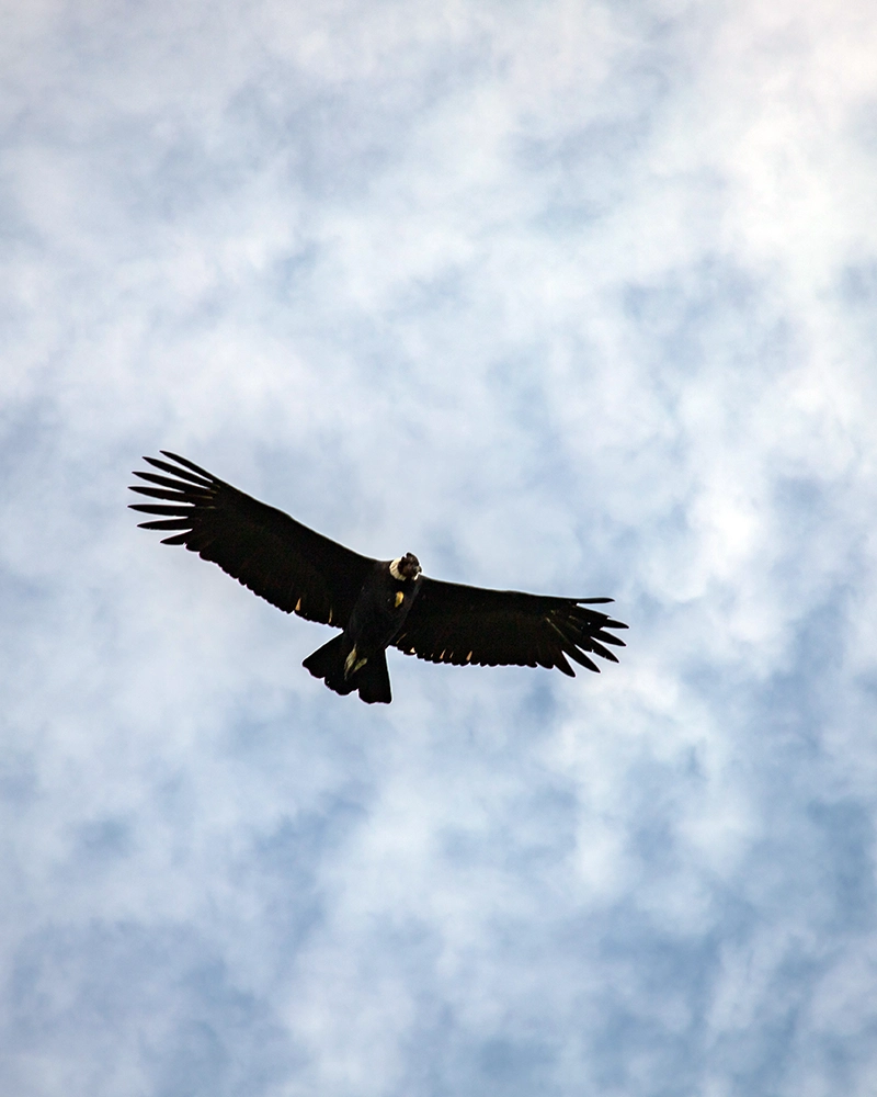 Condor flying in Choquequirao | TreXperience Condor in Choquequirao | TreXperience
