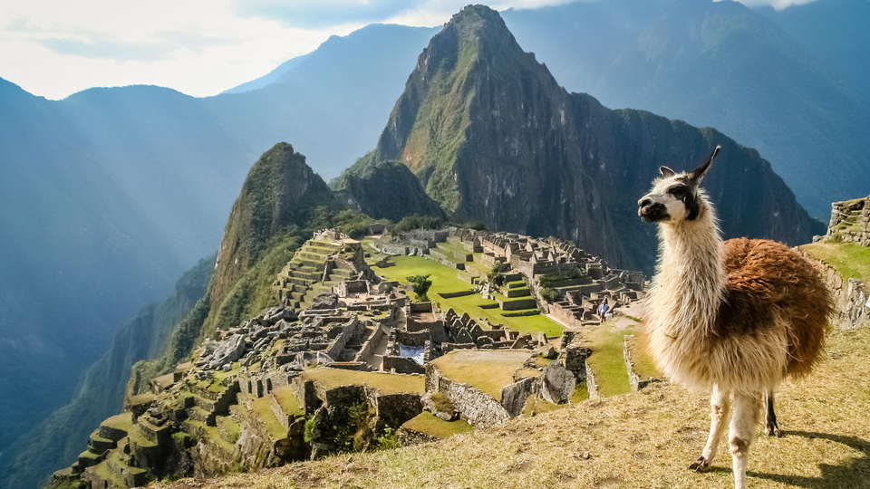 Llama at the top of Machu Picchu Llama at the top of Machu Picchu