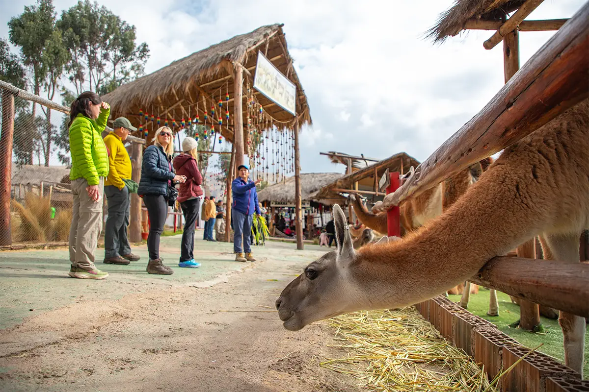 manos comunidad alpaca farm | TreXperience manos comunidad alpaca farm | TreXperience
