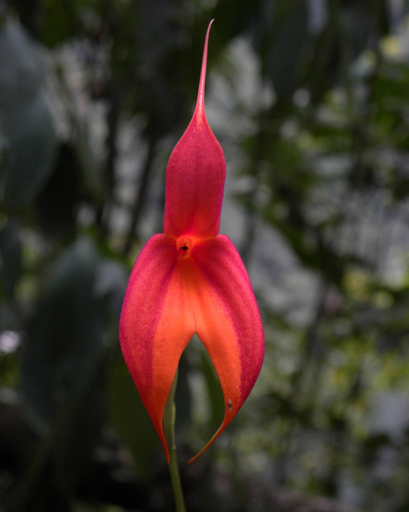 The famous Wakanki orchid | TreXperience Orchid at Choquequirao | TreXperience