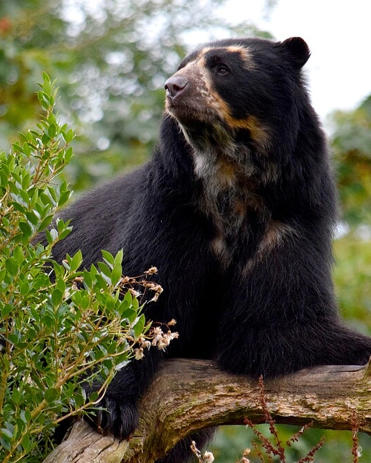 Spectacled Bear Spectacled Bear - Flora and faun in Salkantay Trek | TreXperience