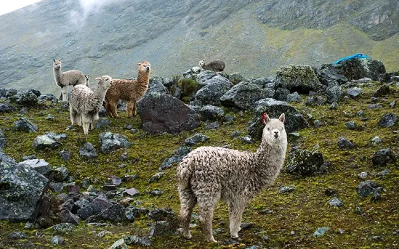 Luxury Lares Trek to Machu Picchu