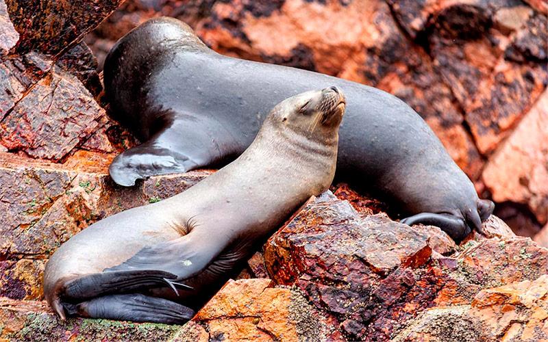 Peru grand journey in the 19 days | TreXperience