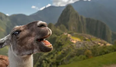 Machu Picchu llama Llama in Machu Picchu - Facts about Machu Picchu | TreXperience