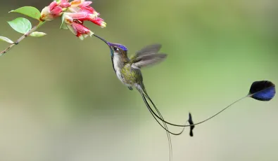 Plants and Animals of Machu Picchu Plants and Animals of Machu Picchu | TreXperience
