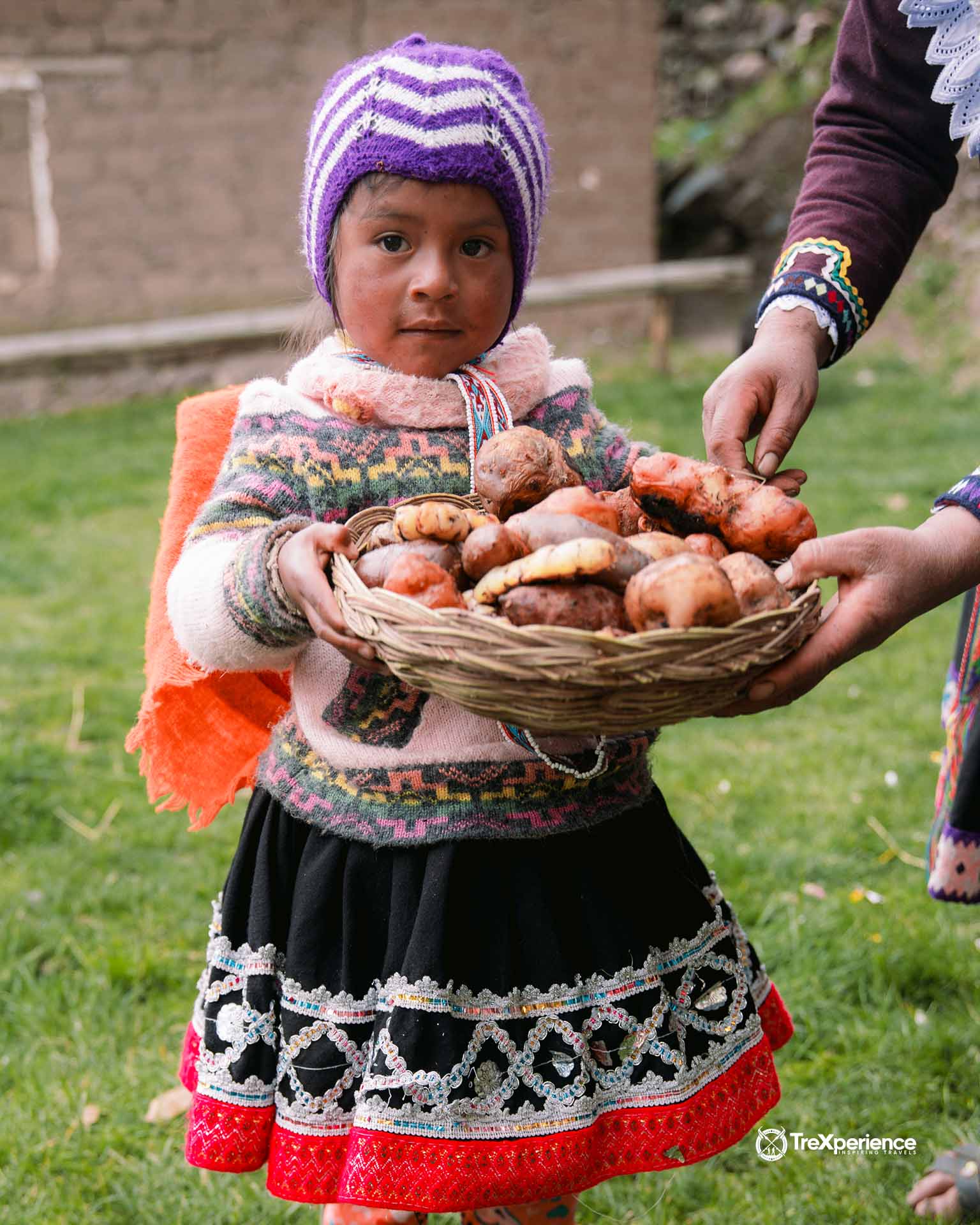 Variety of tubers oca, potatoes, sweet potatoes | TreXperience Variety of tubers oca, potatoes, sweet potatoes | TreXperience